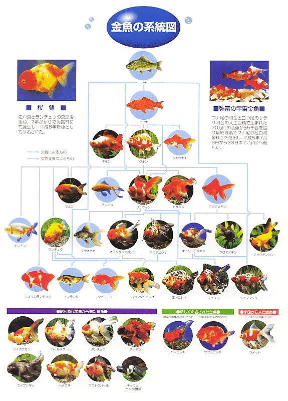 金魚の系統図の画像