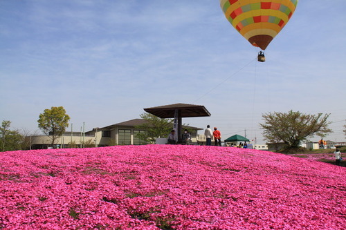 満開の芝桜と熱気球の写真