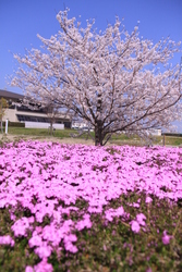 画像：少しずつ咲き始めた三ツ又池公園の芝桜