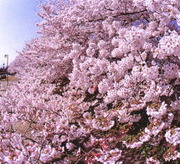 市の木「桜」のイメージ写真