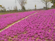 芝桜