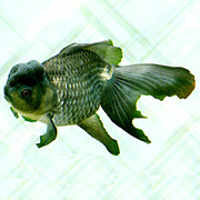 青文魚の写真