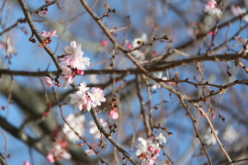 三ツ又池公園に咲く花の写真