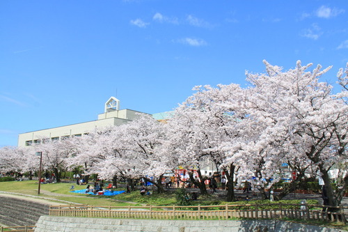 満開の桜の写真