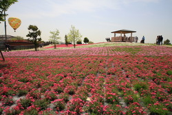 中之島の芝桜の様子