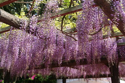 藤の花の様子