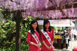 満開の藤の花とミスのお二人の写真