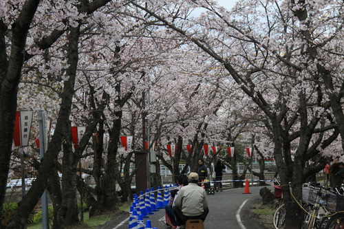 満開の桜の写真