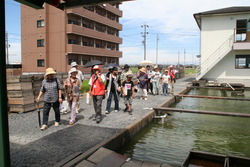 画像：金魚卸売市場