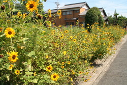 画像：夏の花が咲き誇っています