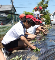 栄南小学校：芋の苗植え
