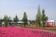 芝桜まつり