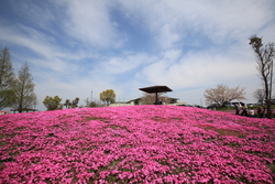 画像：一面に広がる芝桜