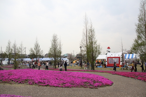 画像：芝桜まつりの様子