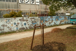 画像：児童らの手で校庭に植えられた「人権の桜」