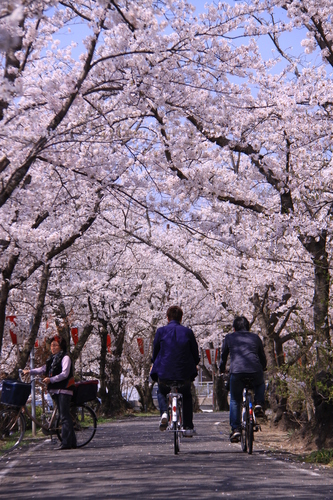 画像：満開の総合社会教育センターの桜