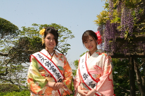 画像：ミスのお二人と藤の花の見事な共演