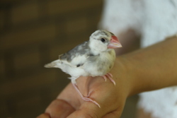 画像：文鳥の「ぶんちゃん」