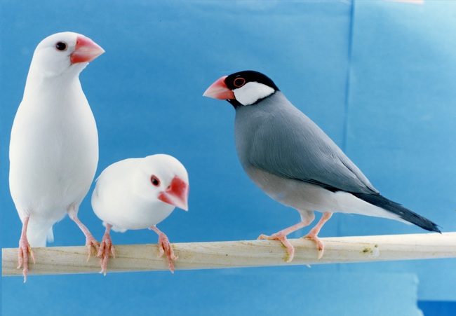 白文鳥と桜文鳥