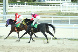 写真：名古屋競馬場