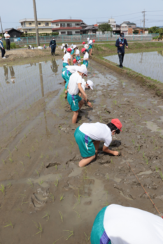 写真：田植え