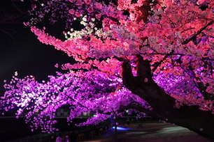 写真：2022やとみ桜並木ライトアップ