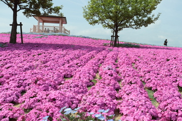 写真：三ツ又池公園の芝桜が開花しました！