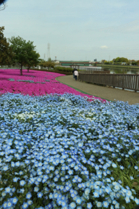 写真：三ツ又池公園の芝桜が開花しました！