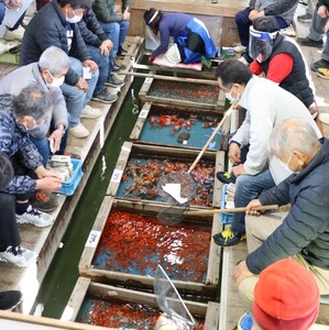 写真：金魚初市