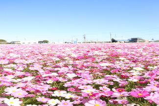 写真：秋を感じるコスモス畑