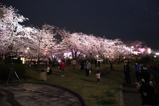 やとみ桜並木夜桜ライトアップ点灯式