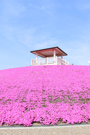 写真：三ツ又池公園に咲く色鮮やかな花々