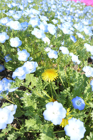 写真：三ツ又池公園に咲く色鮮やかな花々