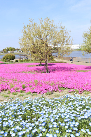 写真：三ツ又池公園に咲く色鮮やかな花々