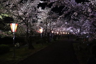 写真：2023やとみ桜並木夜桜ライトアップ