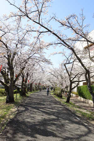 写真：2023やとみ桜並木夜桜ライトアップ