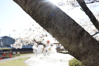 写真：2023やとみ桜並木夜桜ライトアップ