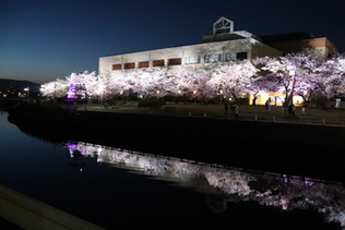 写真：2023やとみ桜並木夜桜ライトアップ