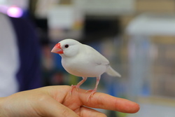 写真：文鳥の生態