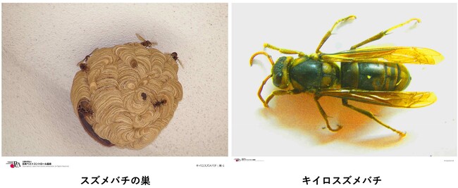 スズメバチ