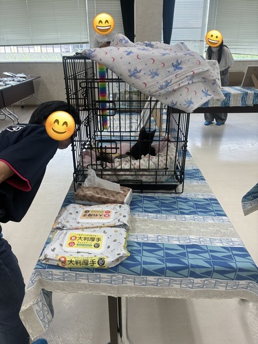猫2