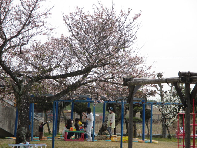 桜